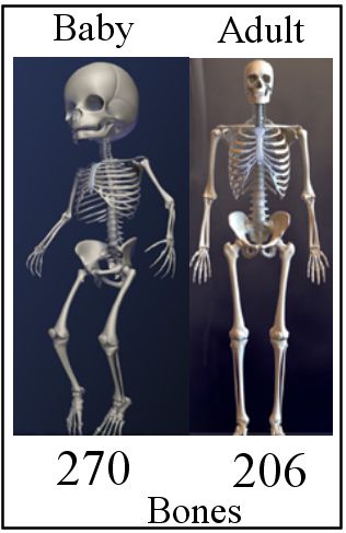 how many bones in human body child